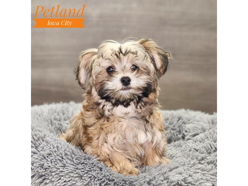 Morkie Dog Male gld 18829