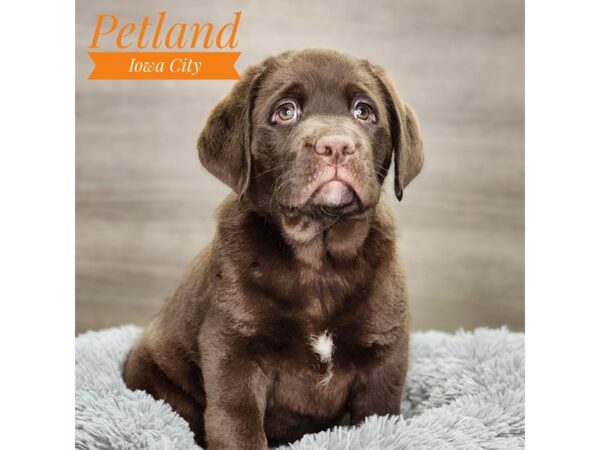 Labrador Retriever Dog Male Chocolate 18848 Petland Iowa City, Iowa