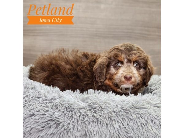 Aussiedoodle Dog Female Chocolate 18853 Petland Iowa City, Iowa