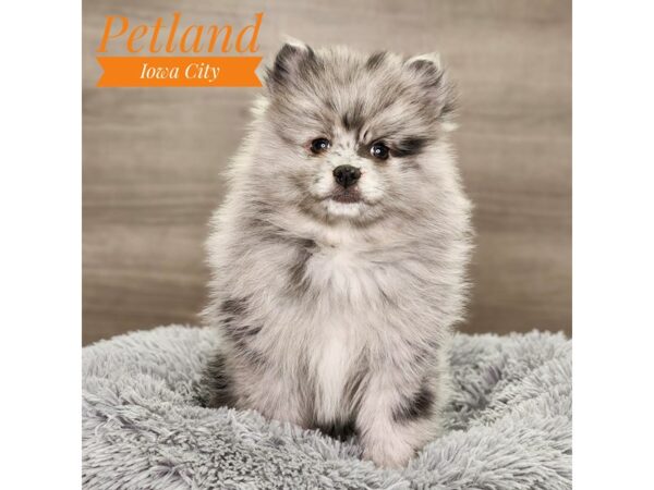 Pomeranian-Dog-Male-Blue Merle-18850-Petland Iowa City, Iowa