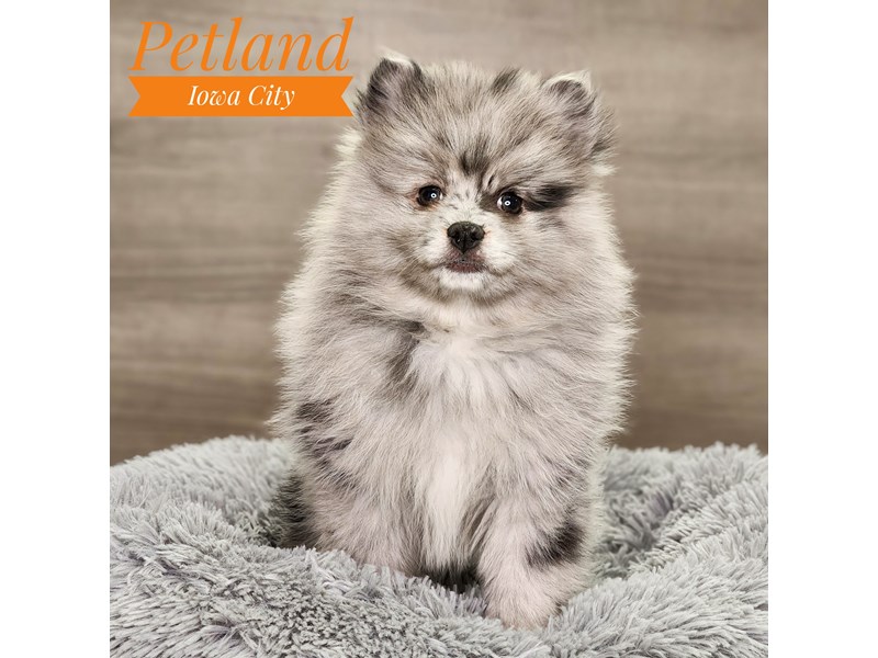 Pomeranian Dog Male Blue Merle 18850