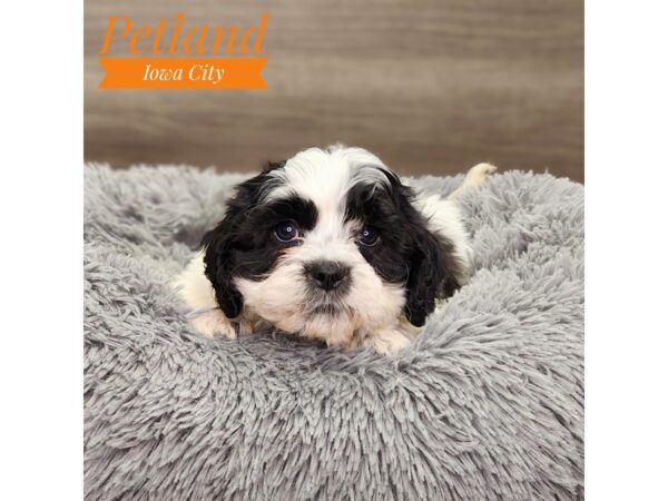 [#18857] wh & blk Male Shipoo Puppies For Sale