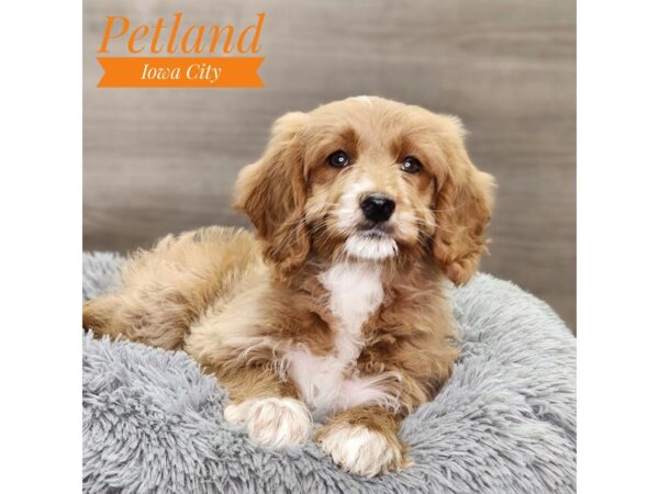 Goldendoodle Mini 2nd Gen-Dog-Female-Apricot-18855-Petland Iowa City, Iowa