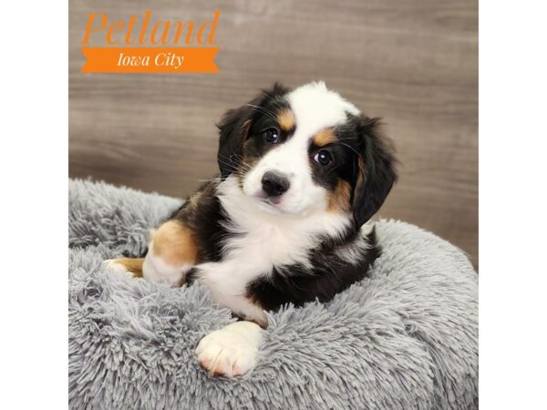 Australian Shepherd Dog Male Black 18852 Petland Iowa City, Iowa