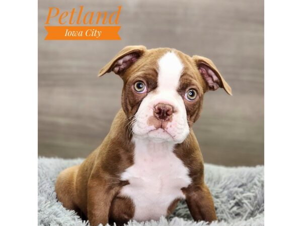 Boston Terrier Dog Male seal & wh 18861 Petland Iowa City, Iowa