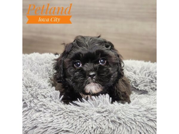 [#18859] blk & wh Male Shipoo Puppies For Sale