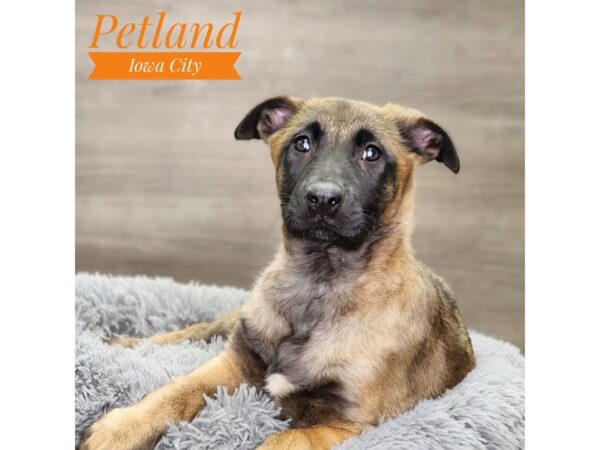 Belgian Malinois Dog Female Red Sable 18862 Petland Iowa City, Iowa