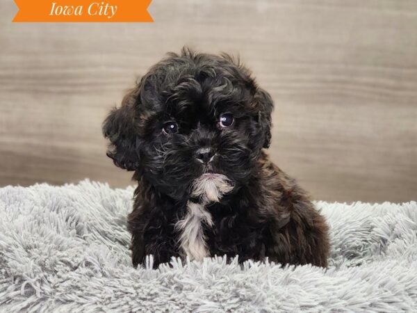 [#18858] blk & wh Male Shipoo Puppies For Sale