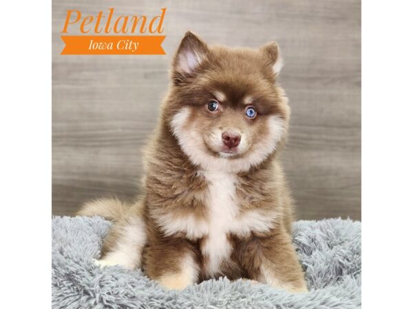 Pomsky 2nd Gen Dog Male Chocolate 18856 Petland Iowa City, Iowa