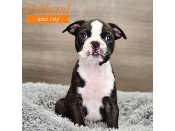 Boston Terrier Dog Male blk brdl/wh 18860 Petland Iowa City, Iowa