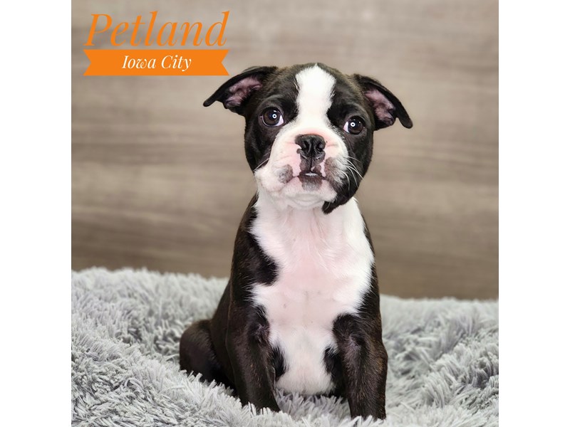 Boston Terrier Dog Male blk brdl/wh 18860