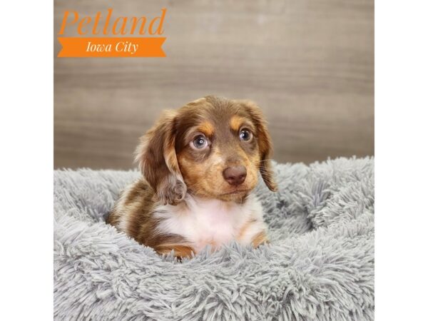 Dachshund Dog Male Brown / White 18866 Petland Iowa City, Iowa