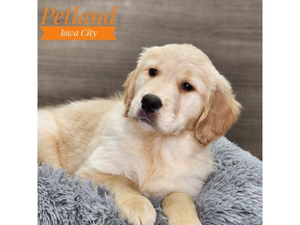 Golden Retriever Dog Female Cream 18867 Petland Iowa City, Iowa