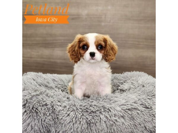 Cavalier King Charles Spaniel-Dog-Female-Blenheim-18868-Petland Iowa City, Iowa