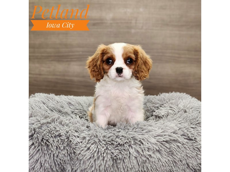 Cavalier King Charles Spaniel Dog Female Blenheim 18868
