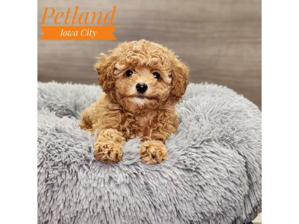 [#18872] Red Female Poodle Puppies For Sale