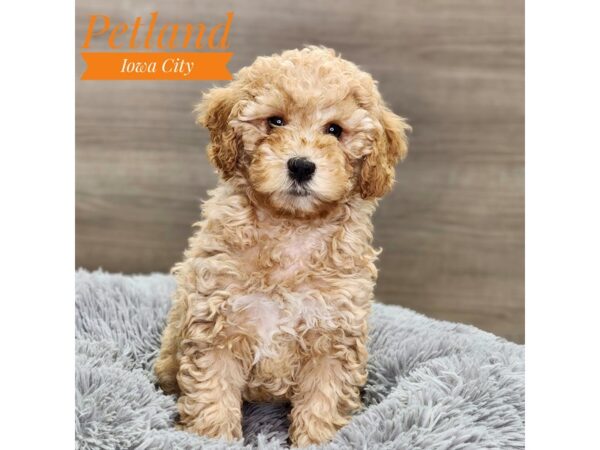 Goldendoodle Mini 2nd Gen Dog Male Red 18877 Petland Iowa City, Iowa