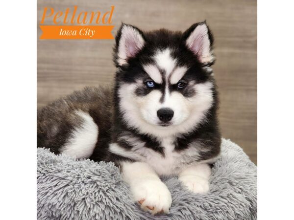 Siberian Husky-Dog-Female-Black / White-18873-Petland Iowa City, Iowa