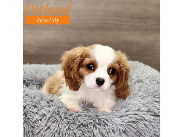 Cavalier King Charles Spaniel-Dog-Male-Blenheim-18869-Petland Iowa City, Iowa