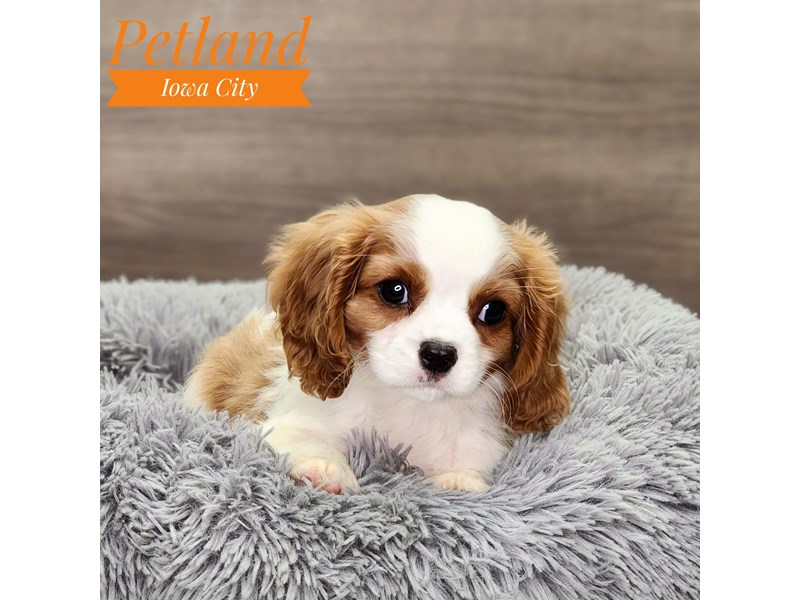 Cavalier King Charles Spaniel Dog Male Blenheim 18869