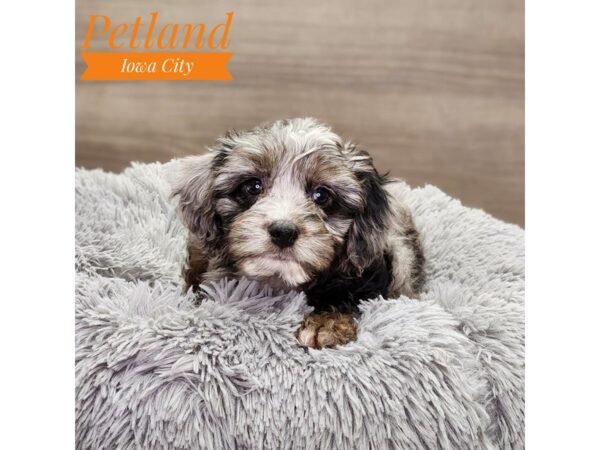 Aussiedoodle Mini Dog Male Blue Merle 18878 Petland Iowa City, Iowa