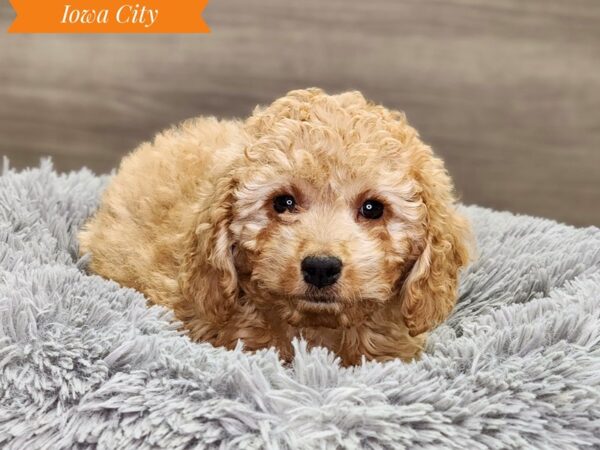 Goldendoodle Mini 2nd Gen Dog Female Red 18876 Petland Iowa City, Iowa