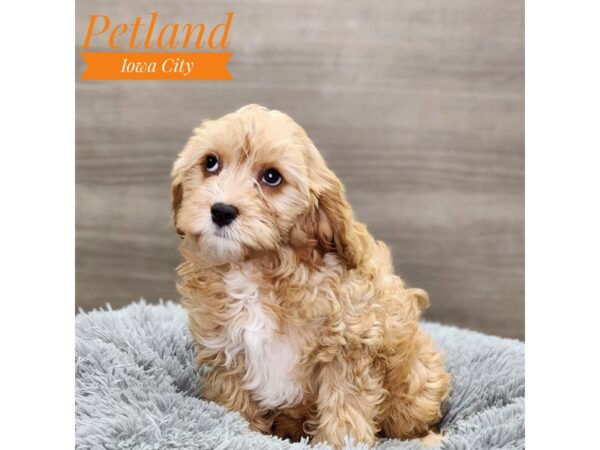 Cavapoo-Dog-Female-Blenheim-18875-Petland Iowa City, Iowa