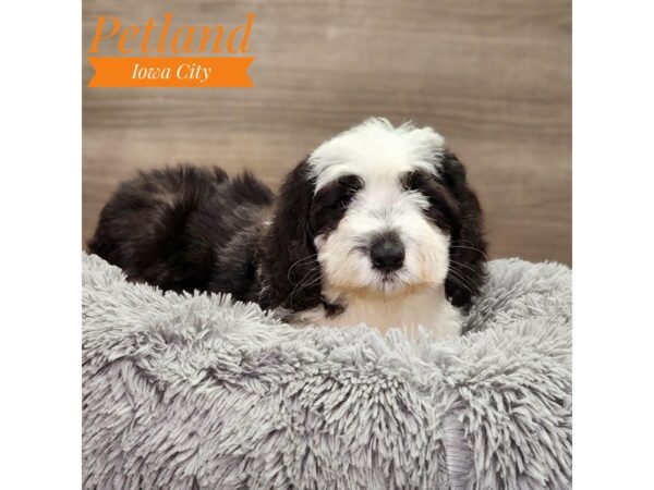 [#18874] Black / White Male Sheepadoodle Puppies For Sale