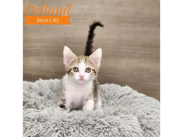 Domestic Long Hair Cat Male tabby/white 18883 Petland Iowa City, Iowa