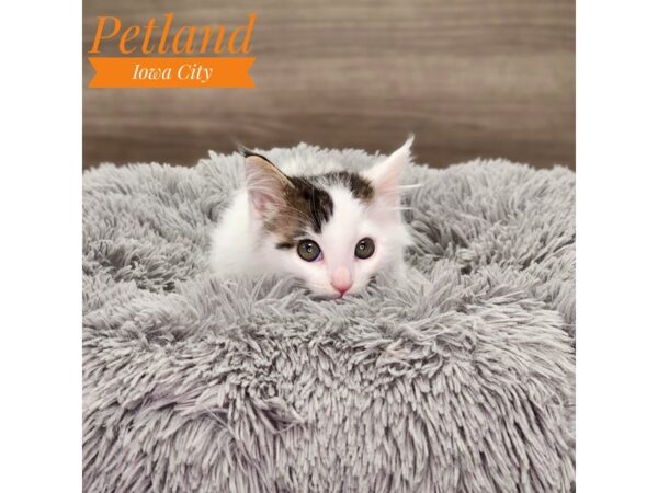 Domestic Long Hair-Cat-Male-blk/wh-18886-Petland Iowa City, Iowa