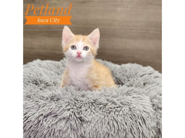 Domestic Short Hair-Cat-Male-orange tabby/white-18882-Petland Iowa City, Iowa