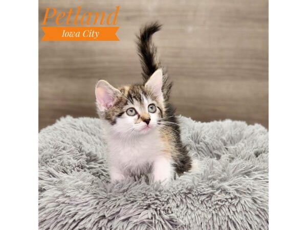 Domestic Short Hair Cat Female calico 18881 Petland Iowa City, Iowa