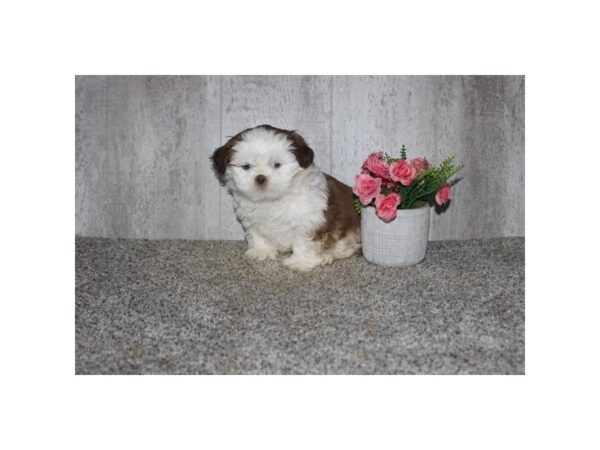 Shih Tzu Dog Male Chocolate / White 18900 Petland Iowa City, Iowa