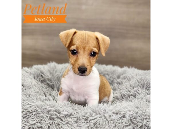 Jack Russell Terrier Dog Male Brown / White 18905 Petland Iowa City, Iowa