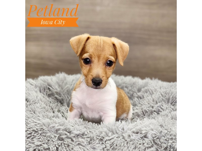 Jack Russell Terrier Dog Male Brown / White 18905