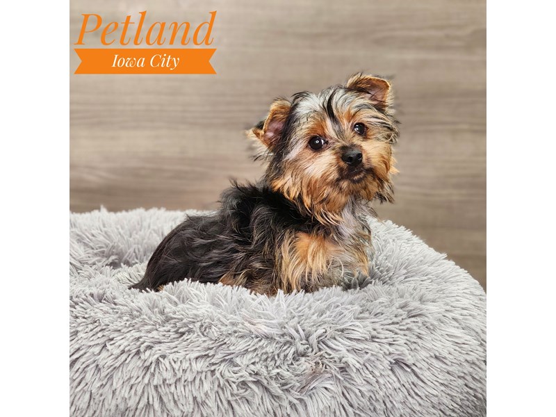 Yorkshire Terrier Dog Female blk & gld 18888