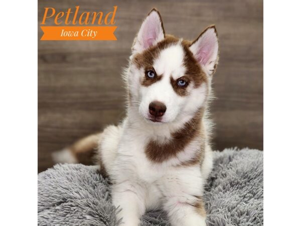 Siberian Husky Dog Female Red / White 18901 Petland Iowa City, Iowa