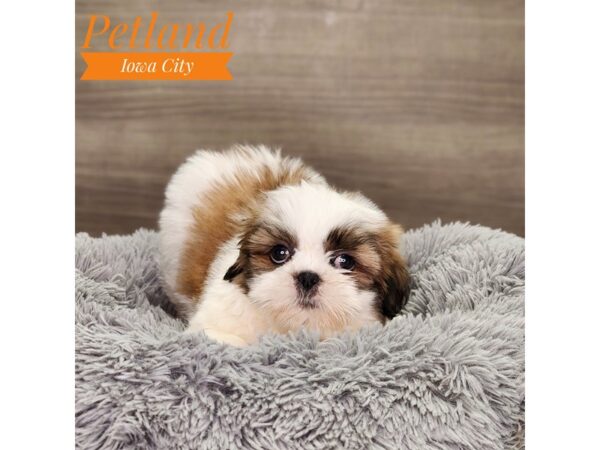 Shih Tzu Dog Male rd/wh 18909 Petland Iowa City, Iowa