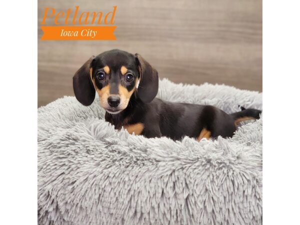 Dachshund-Dog-Female-blk & tn-18912-Petland Iowa City, Iowa