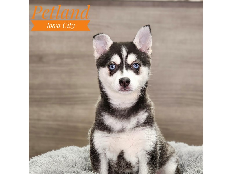Alaskan Klee Kai Dog Female Black / White 18918