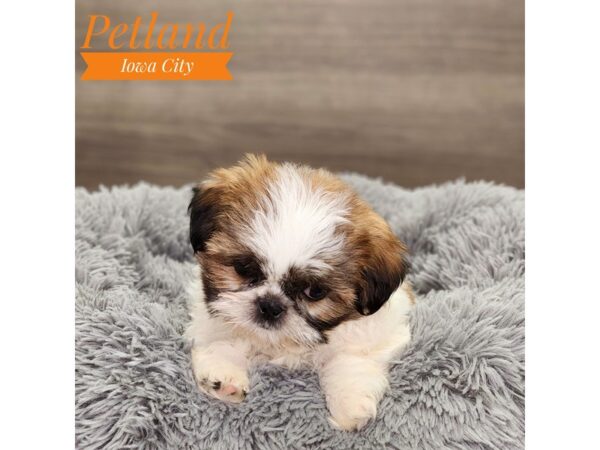 Shih Tzu Dog Male rd/wh 18908 Petland Iowa City, Iowa