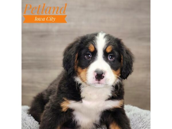 Bernese Mountain Dog Dog Male Black Rust / White 18915 Petland Iowa City, Iowa