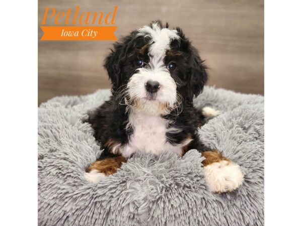 Bernedoodle-Dog-Female-Tri-Colored-18920-Petland Iowa City, Iowa