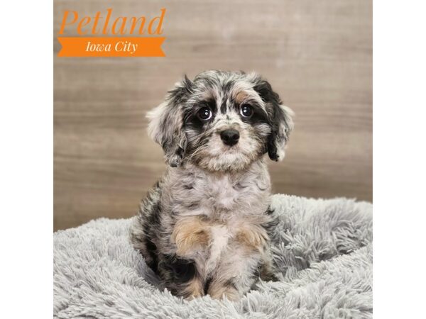 Cavapoo Dog Female Blue Merle 18923 Petland Iowa City, Iowa