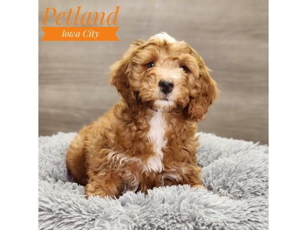 Goldendoodle Mini 2nd Gen Dog Female Dark Red 18922 Petland Iowa City, Iowa