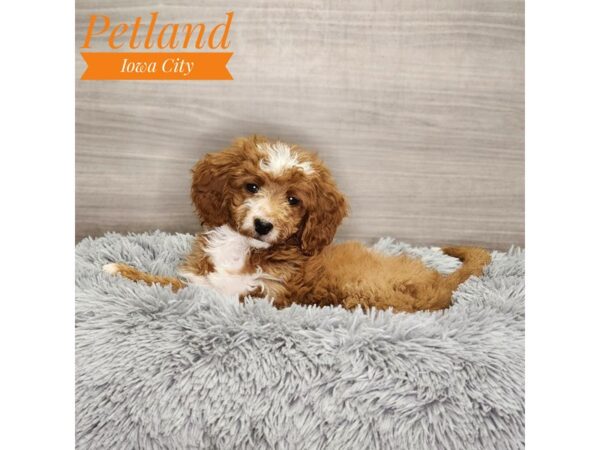 [#18932] Red Female Goldendoodle Mini 2nd Gen Puppies For Sale