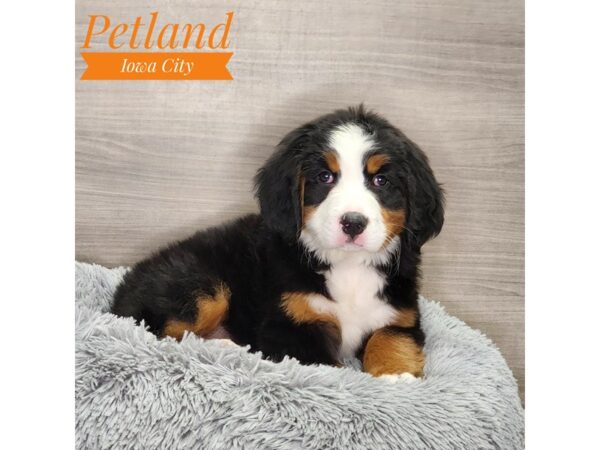 [#18926] Black Rust / White Female Bernese Mountain Dog Puppies For Sale