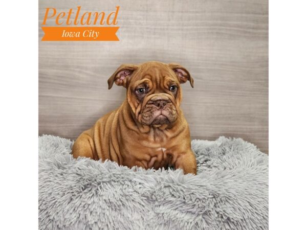 [#18931] Red Chocolate Female Victorian Bulldog Puppies For Sale