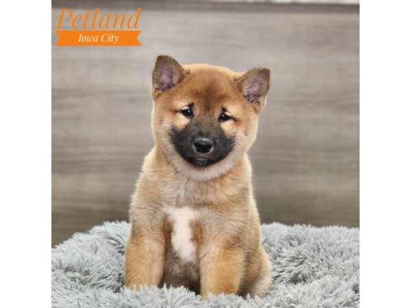 Shiba Inu Dog Male Red 18729 Petland Iowa City, Iowa