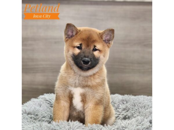[#18729] Red Male Shiba Inu Puppies For Sale